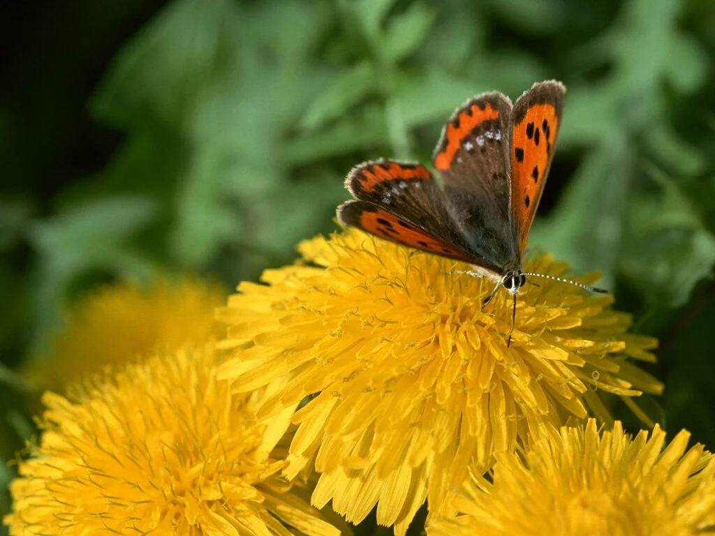 butterfly with yellow flower wallpaper 7 Most beautiful yellow flowers wallpapers