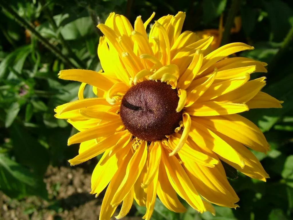 enchanting-yellow-flower 1