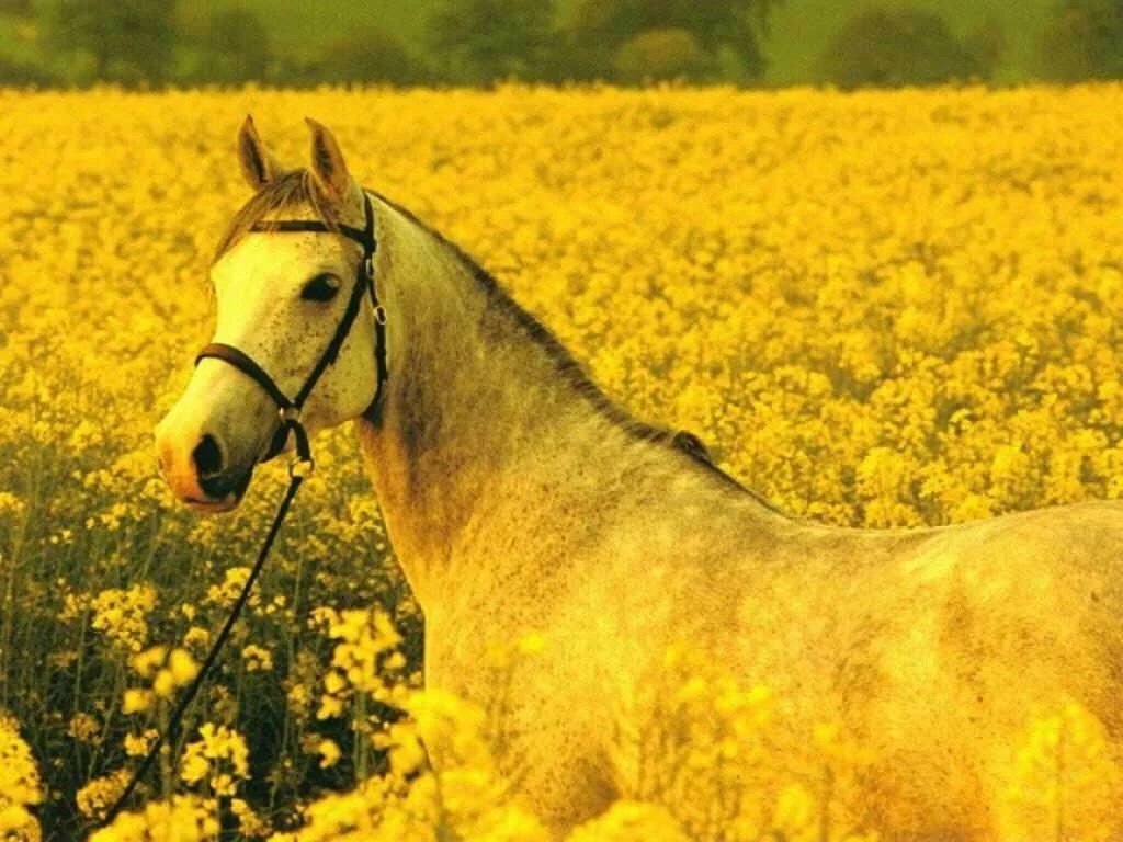 white horse on the field with yellow flowers garden 5 Most beautiful yellow flowers wallpapers