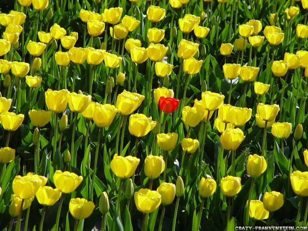 wonderful tulips one red yellow flowers wallpaper 6 Most beautiful yellow flowers wallpapers