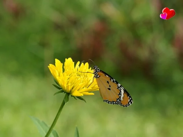 yellow flower with butterfly wallpaper 4 Most beautiful yellow flowers wallpapers
