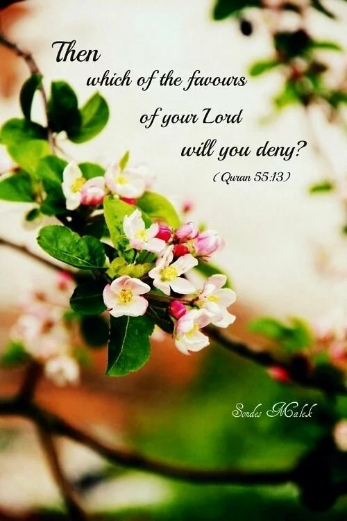 Then which of the favours of your Allah will you deny