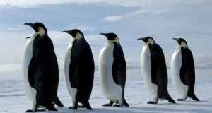 penguins-lead